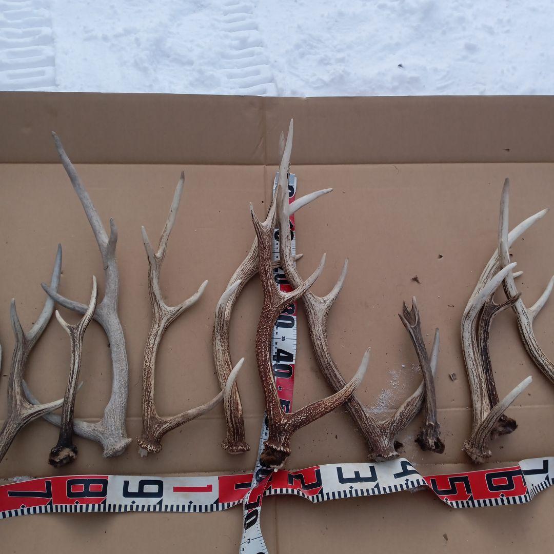 S*i様 鹿の角 犬のおもちゃ、工芸品などにどうぞ ３６番