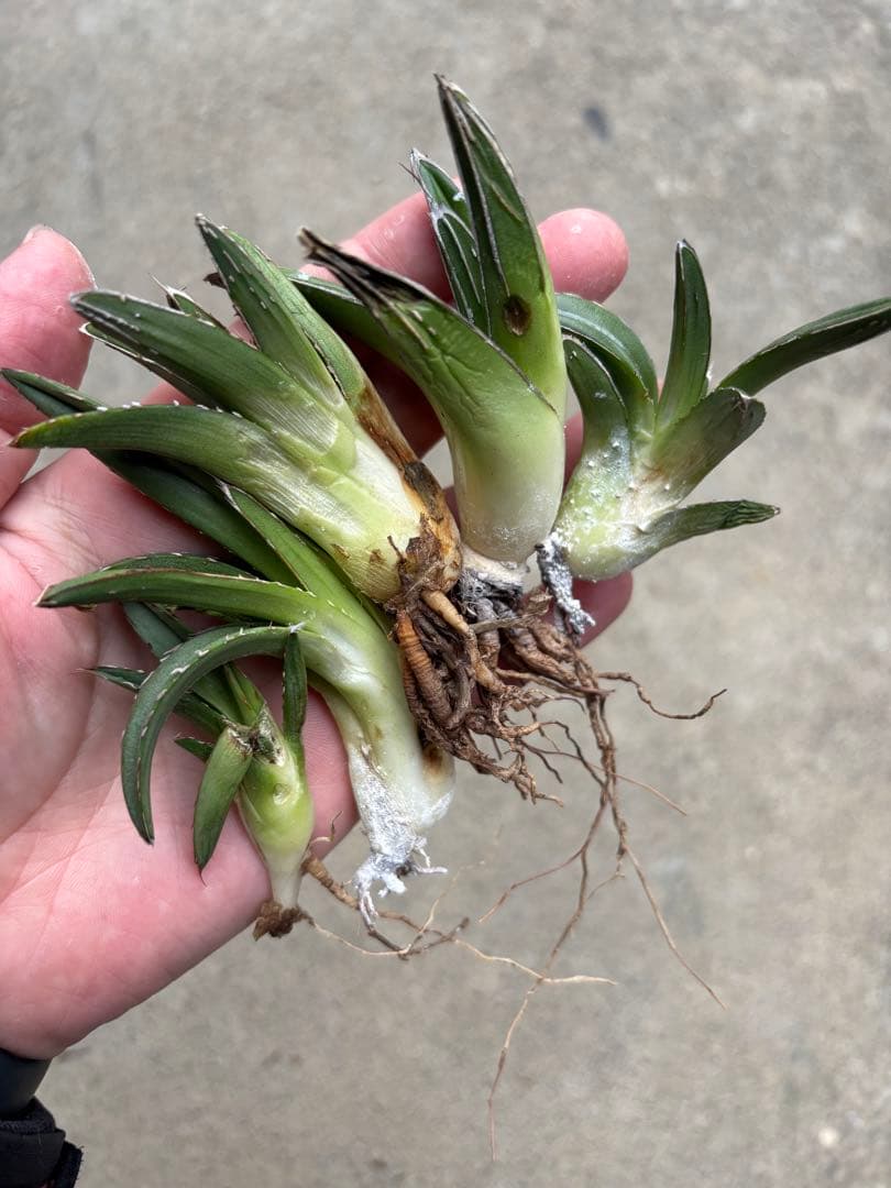 アガベ　笹の雪　極上株　子株5株セット