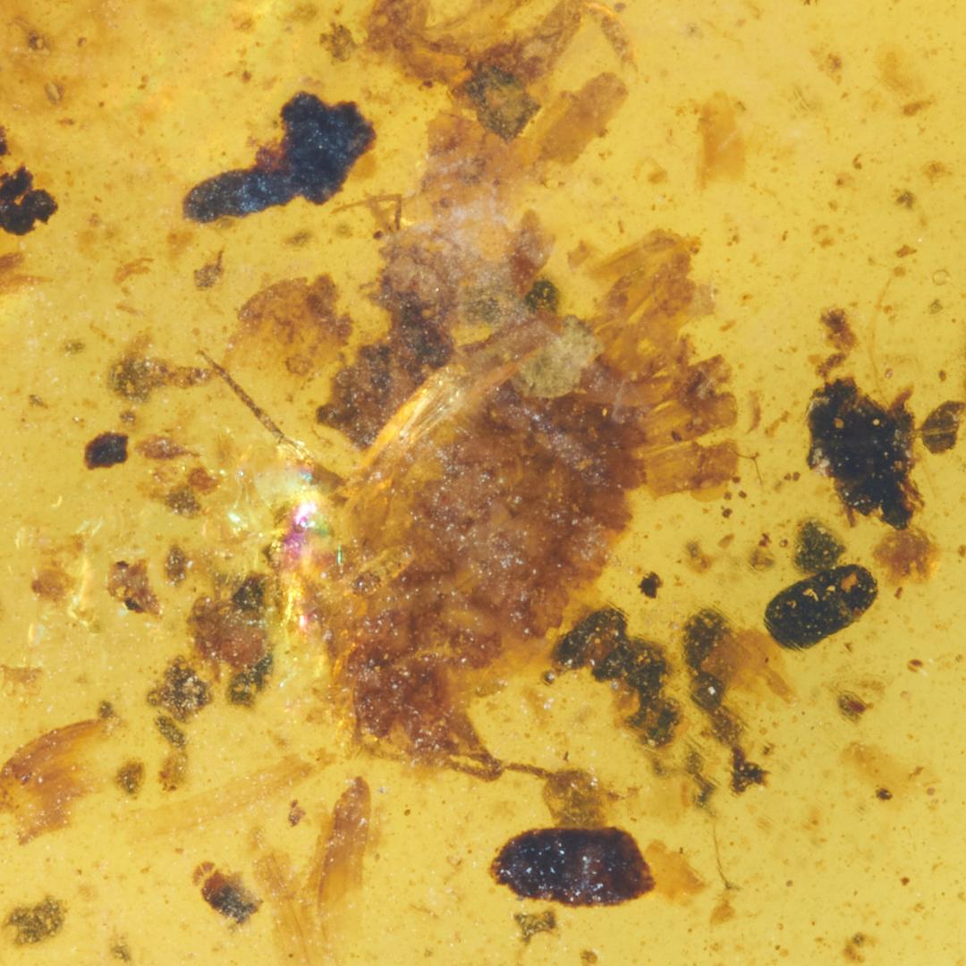 レア極上品 PA169虫入り琥珀化石　ミャンマーカムティかタナイ9900万年前