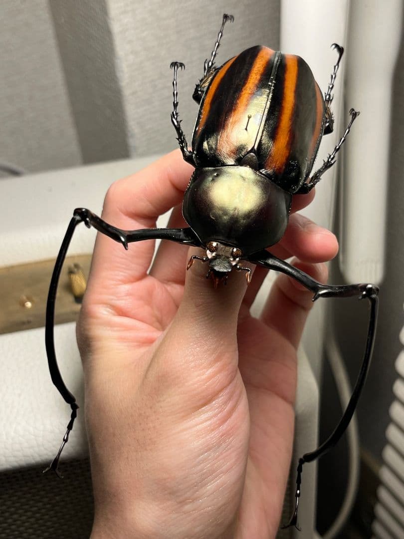 【手長黄金最高峰】セスジドウナガテナガコガネ 特大標本 プラチナコガネ