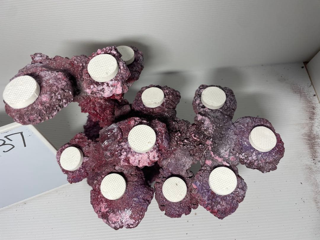 【送料無料】人工ライブロック　PHR37／11穴加工　アク抜き済み安心塗料使用