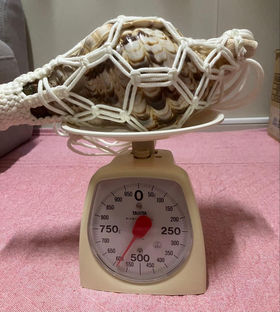 大*1様 法螺貝　骨董品　縁起物　和楽器