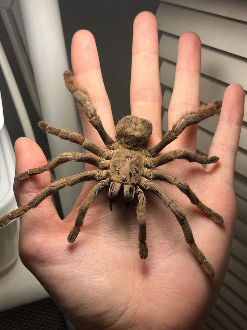 【標本】ベトナムスタウトレッグアースタイガータランチュラ LS14cm程