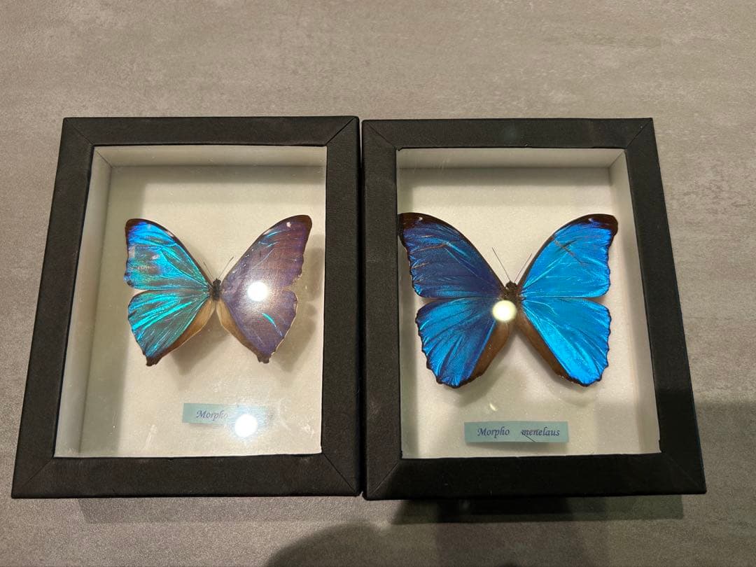 メネラウスモルフォ/エガモルフォ　標本セット
