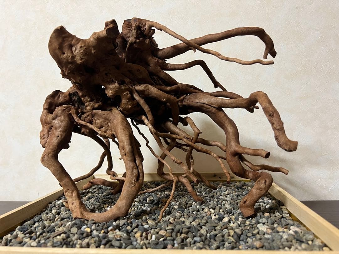 10936 ブランチウッド　流木　アクアリウム　沈水確認済