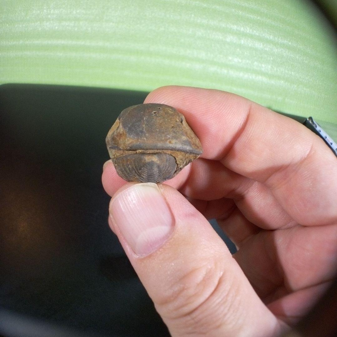 三葉虫　化石　fossil　ボリビア産　trilobite　Bolivia化石⑦