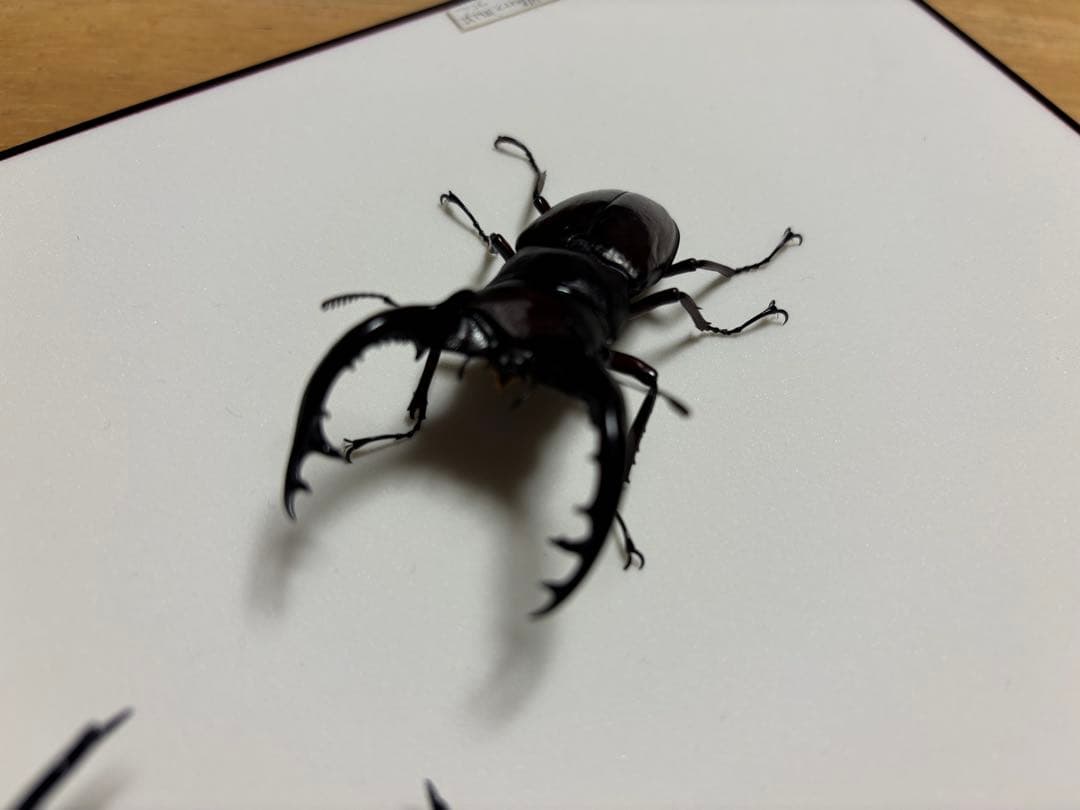 か*が様 ウエストウッドオオシカクワガタとフォルスターフタマタ〔ニシ〕の立体標本