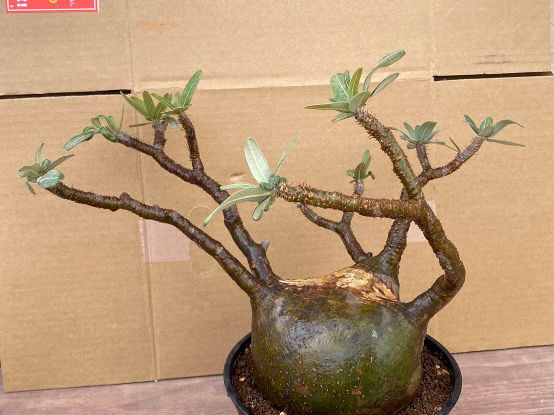 パキポディウム　グラキリス　輸入苗