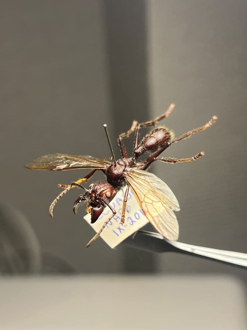 【開翅標本】パラポネラ アシナガアリ いきもの大図鑑 蟻 クロオオアリ