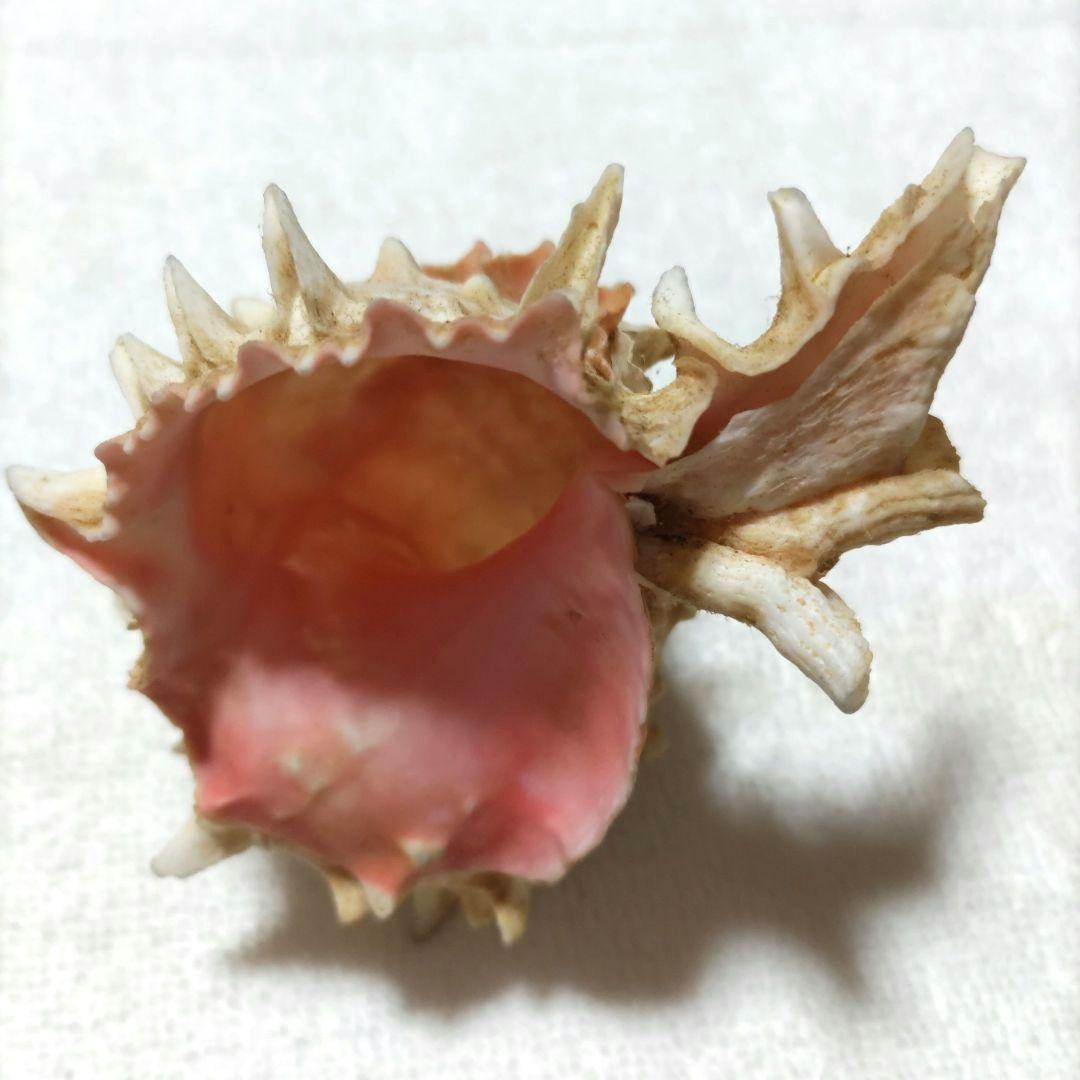 【希少】1960年 オーストラリア 木曜島 紅岩石 藤井富太郎氏 ゆかりの品