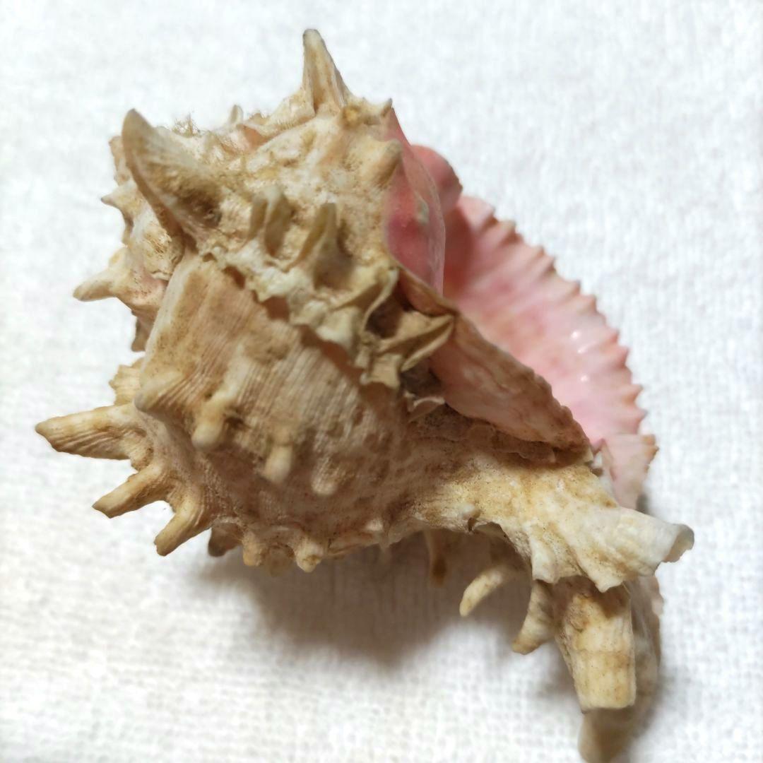 【希少】1960年 オーストラリア 木曜島 紅岩石 藤井富太郎氏 ゆかりの品