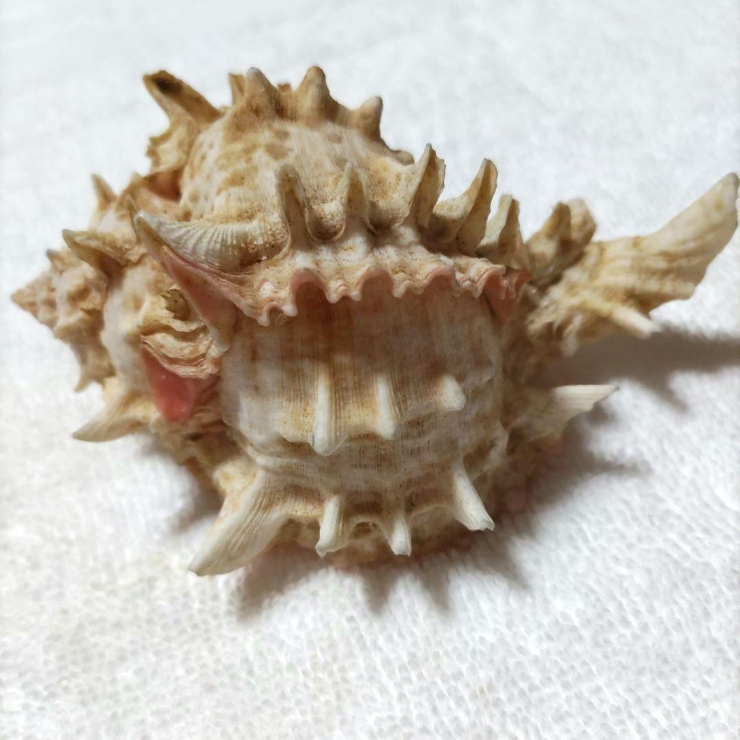 【希少】1960年 オーストラリア 木曜島 紅岩石 藤井富太郎氏 ゆかりの品