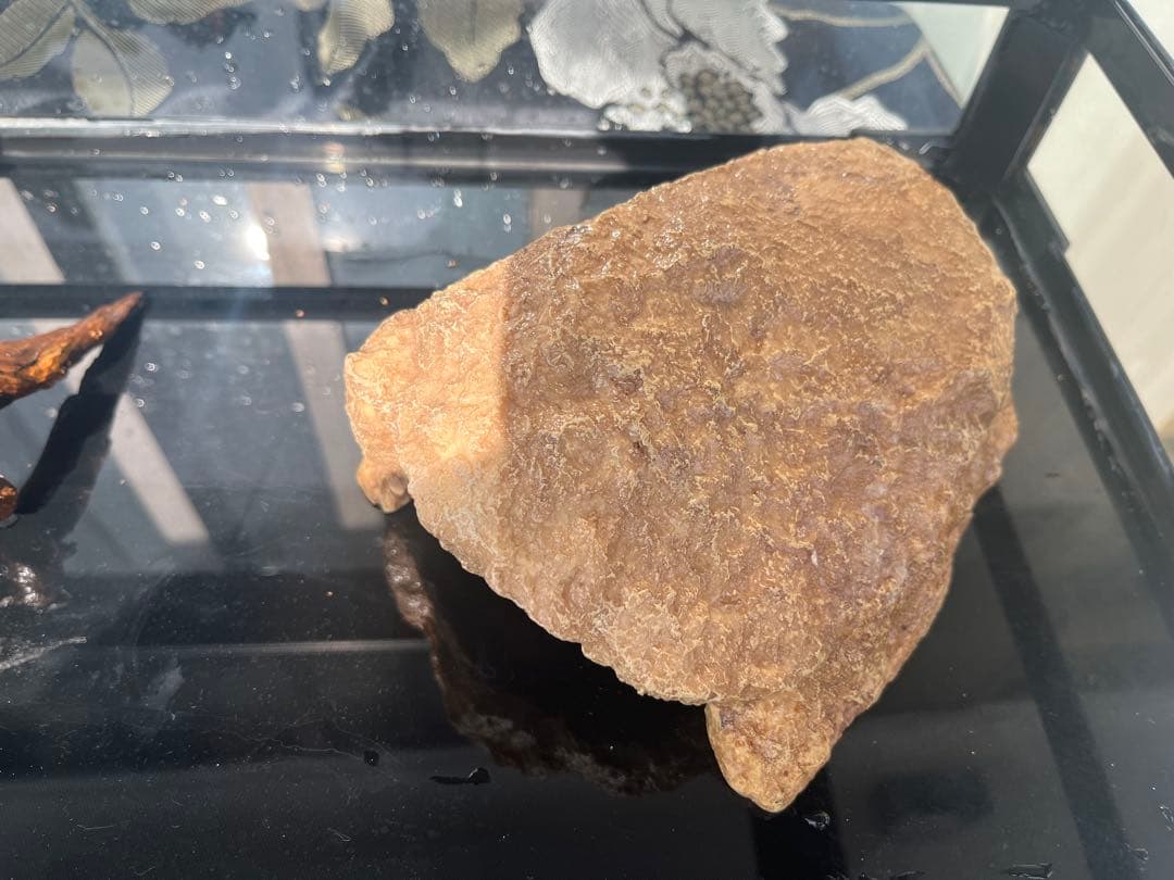 三晃商会 レプティワイルド パンテオン ブラック　6035 引取り限定