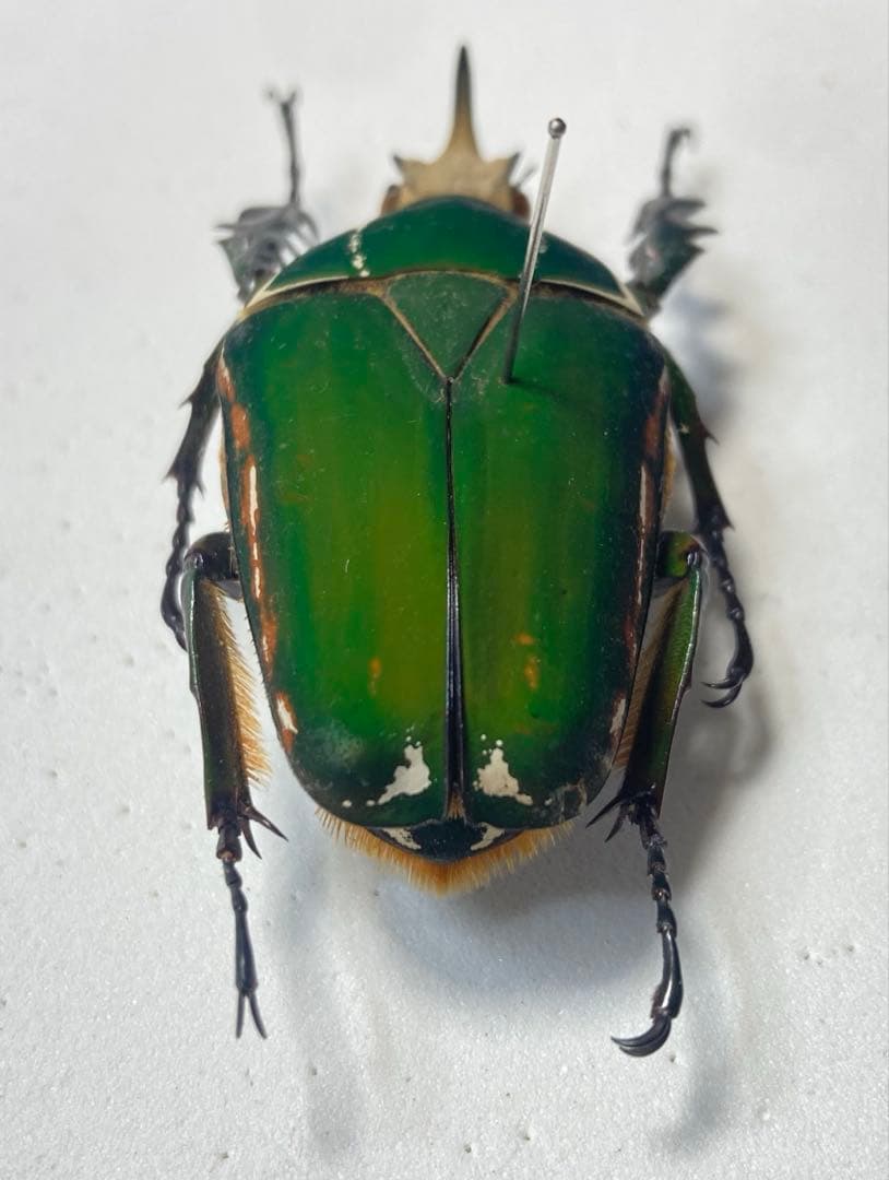 メキノリーナ・トルクアータ　オオツノカナブン　約56ミリ　1983年　アフリカ