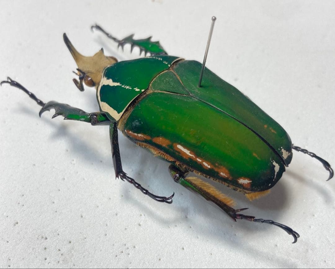 メキノリーナ・トルクアータ　オオツノカナブン　約56ミリ　1983年　アフリカ