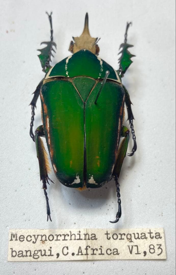 メキノリーナ・トルクアータ　オオツノカナブン　約56ミリ　1983年　アフリカ