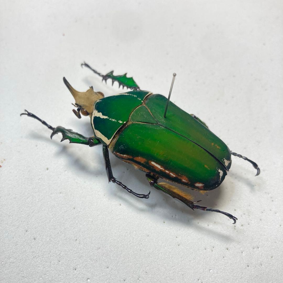 メキノリーナ・トルクアータ　オオツノカナブン　約56ミリ　1983年　アフリカ