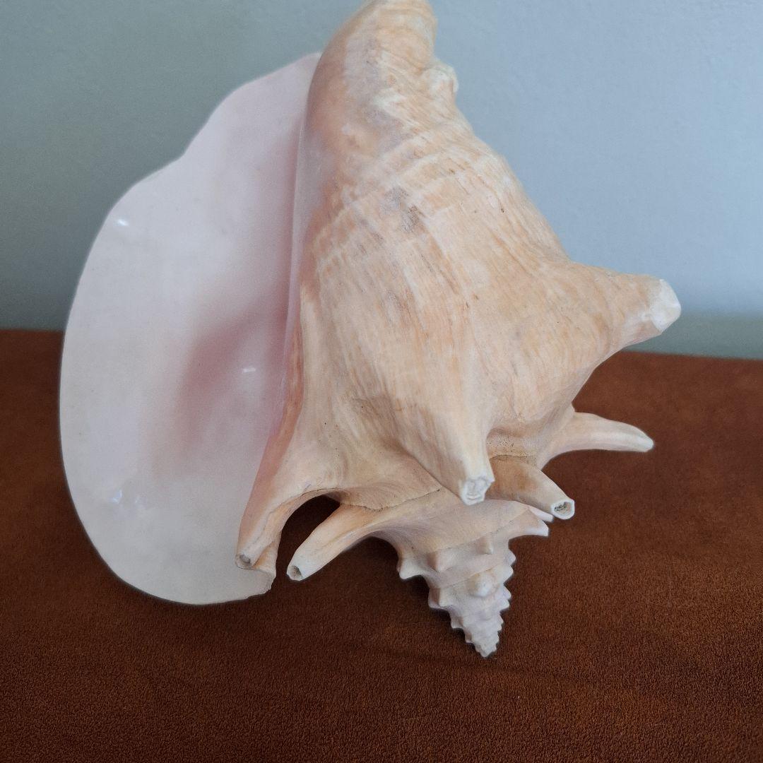 クイーンコンクシェル　巻き貝　カリブ海　有機質宝石の元　コンク貝