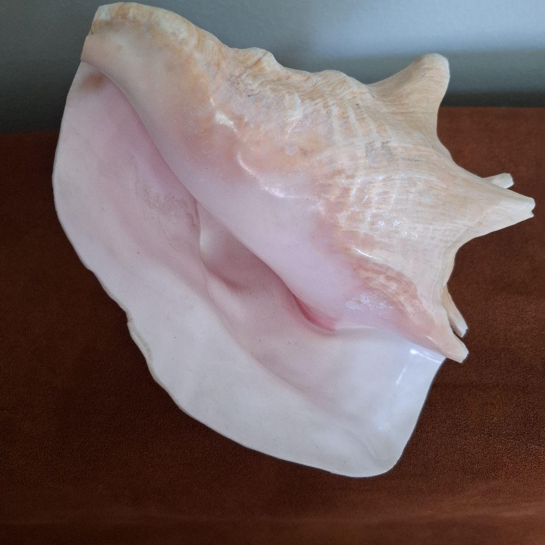 クイーンコンクシェル　巻き貝　カリブ海　有機質宝石の元　コンク貝