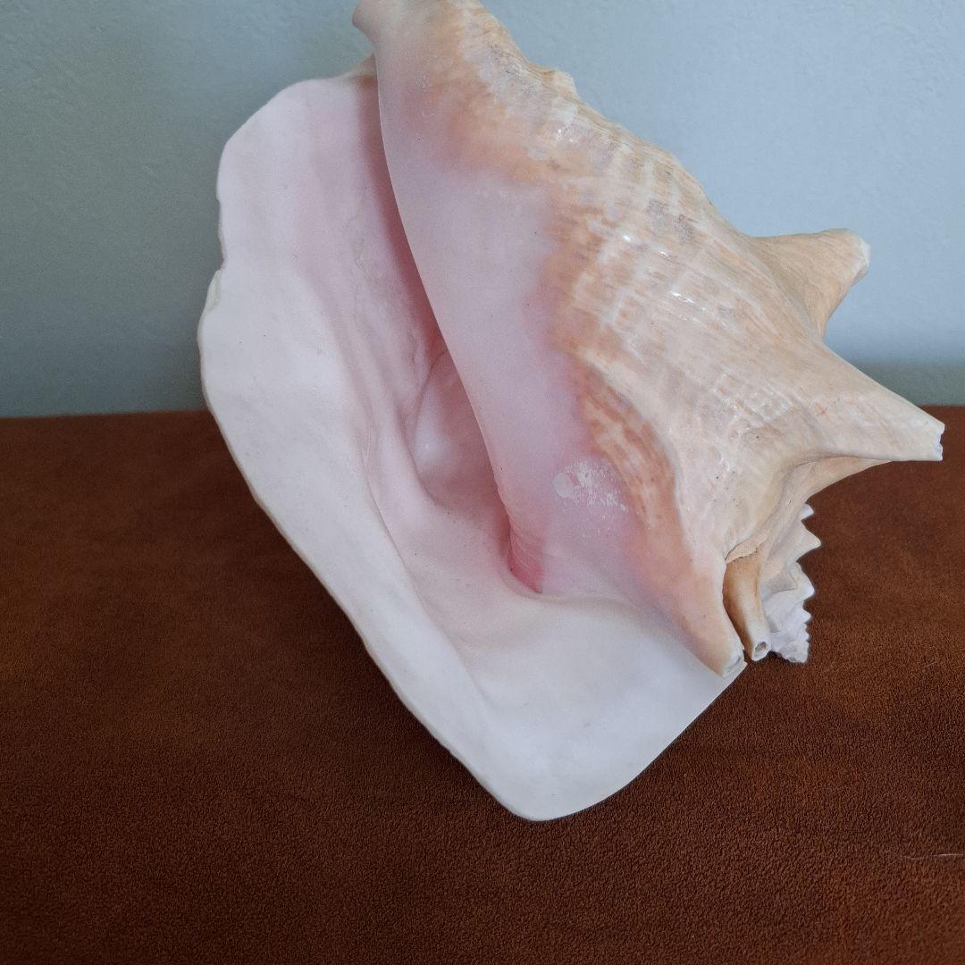 クイーンコンクシェル　巻き貝　カリブ海　有機質宝石の元　コンク貝