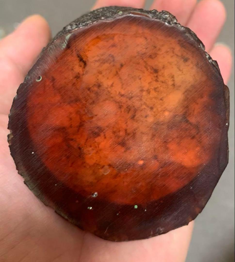 琥珀 セミの標本 セミ レジン封入 テイオウゼミ樹脂琥珀標本 大型インテリア 蝉