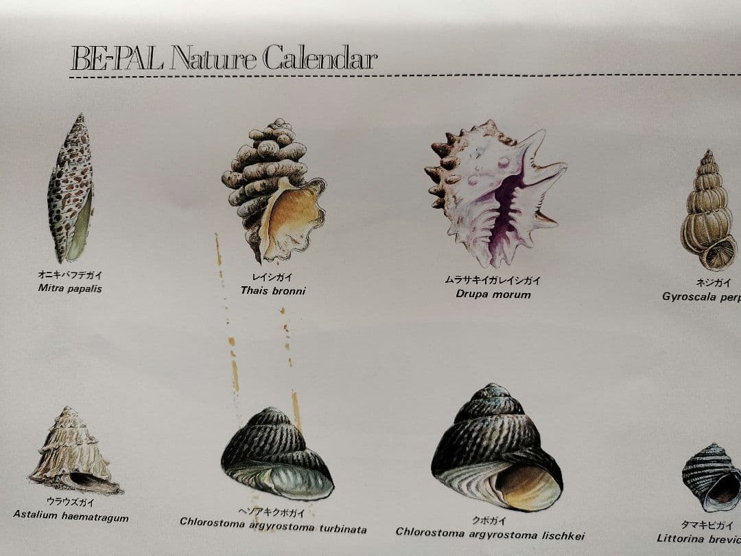 BE-PAL ビーパル カレンダー 新品未使用 1991年動物編　ヴィンテージ