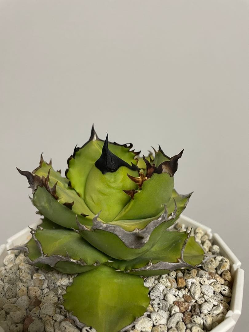 アガベ オテロイ実生