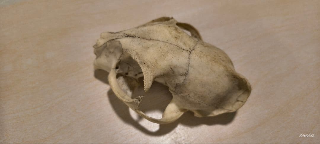 動物の頭蓋骨標本　タヌキ