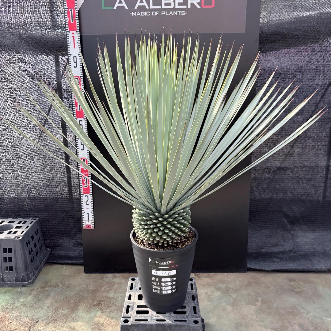 【AL1180】ユッカ　ロストラータ 超ブルー個体　超美形　極太