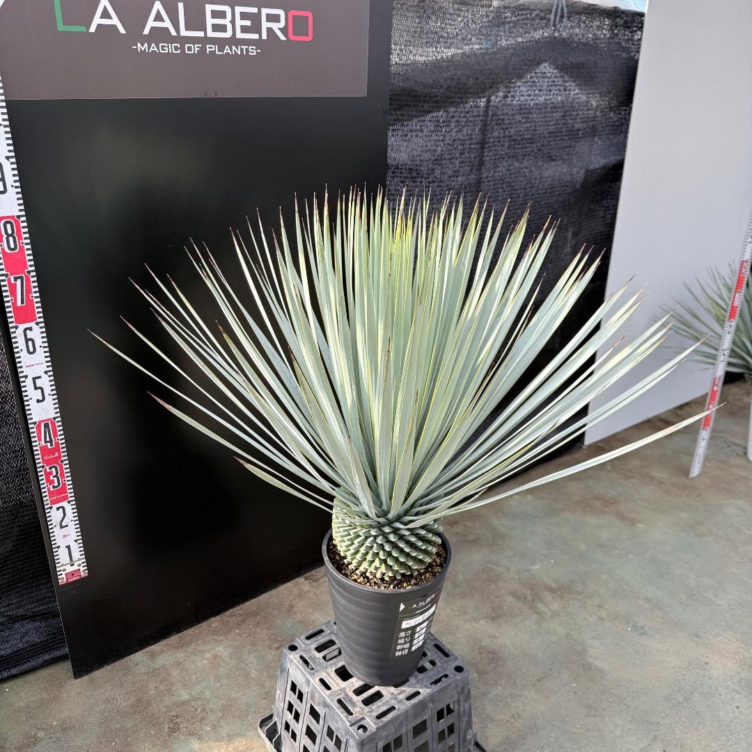 【AL1180】ユッカ　ロストラータ 超ブルー個体　超美形　極太