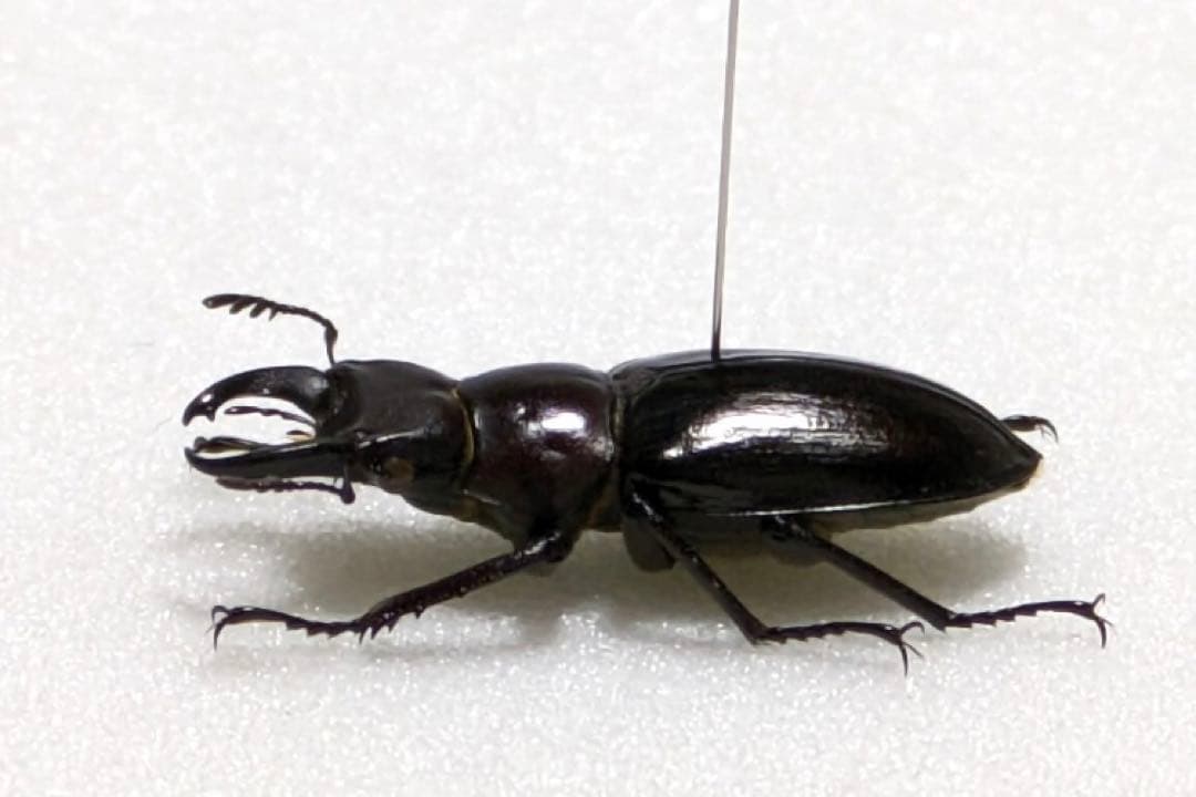 【昆虫標本】ミクラミヤマクワガタ 標本 野生 ワイルド 黄紋型