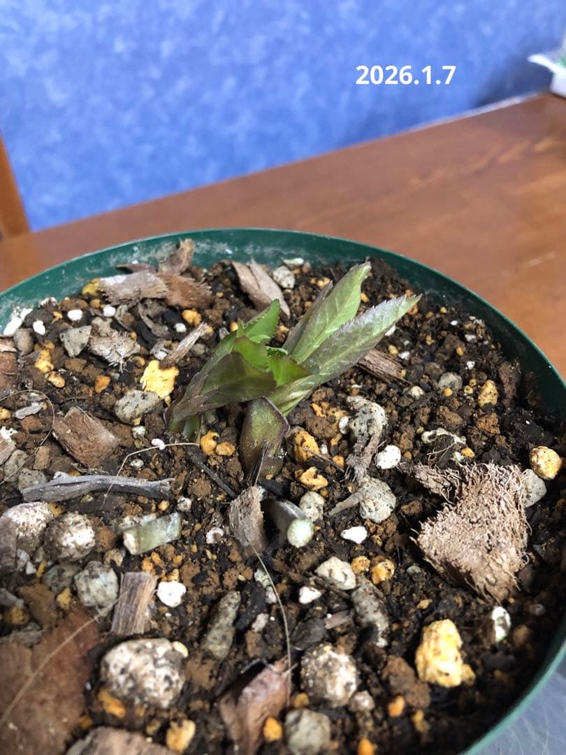 クリスマスローズ　リグリクス　原種　シングル