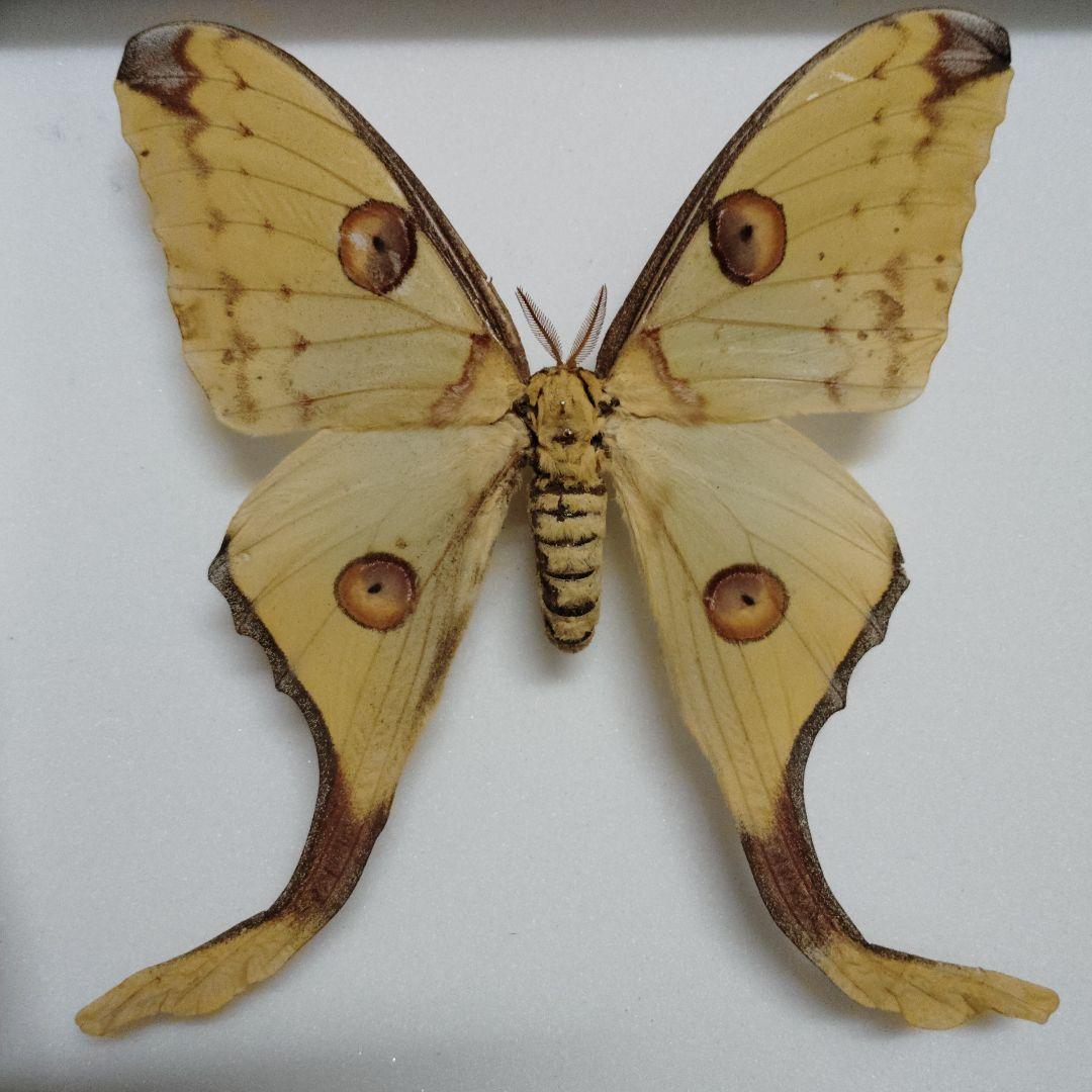 マダガスカルオナガヤママユ　蝶標本　蛾標本　マダガスカル特産