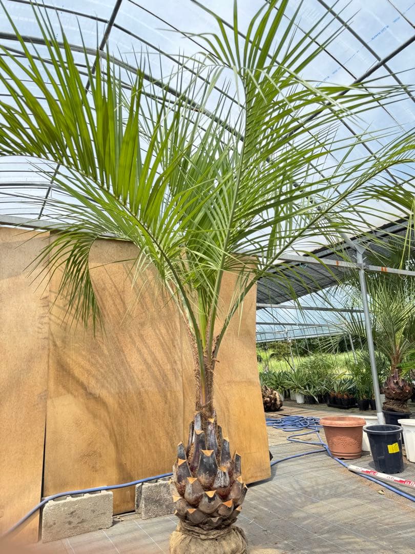 ココスヤシシルバーリーフ【極太】葉先250cm幹回り100cm 幹高50cm