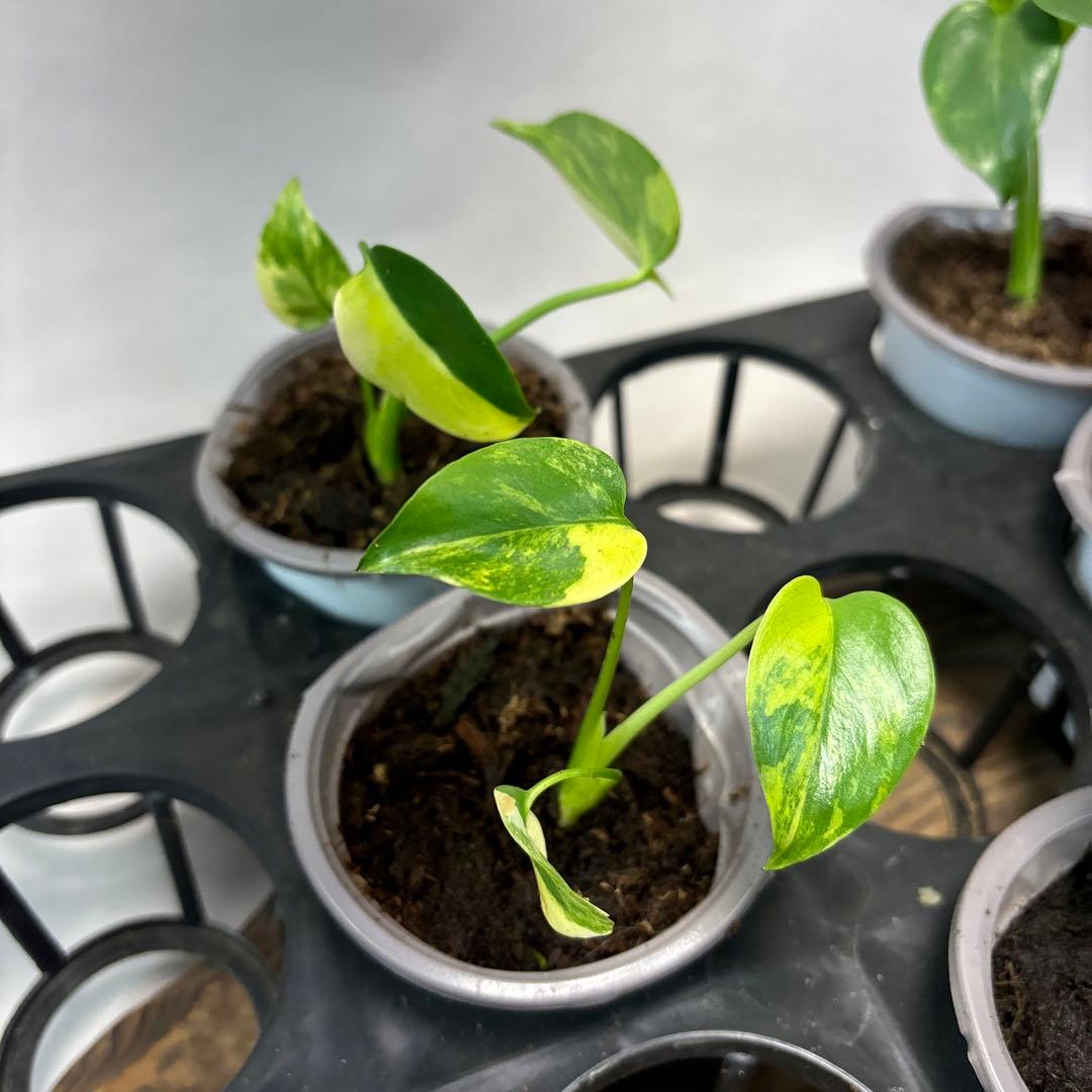 ち*か様 5株セットms76モンステラデリシオーサ イエローマリリン