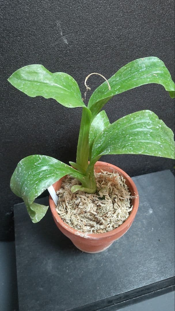 も*ん様 山野草・ホザキラン(希少種！ホザキラン)