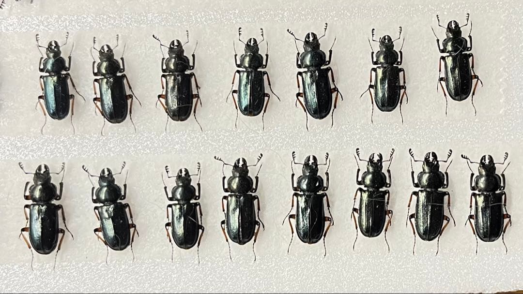 ユキグニコルリクワガタ 15匹 標本