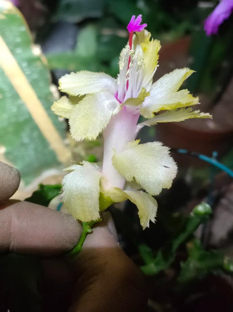 【クラウン】シャコバサボテン　赤羽＋黄羽＋バハ 　接木