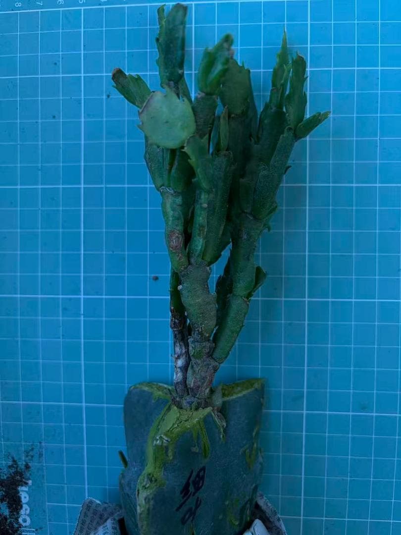 【クラウン】シャコバサボテン　赤羽＋黄羽＋バハ 　接木