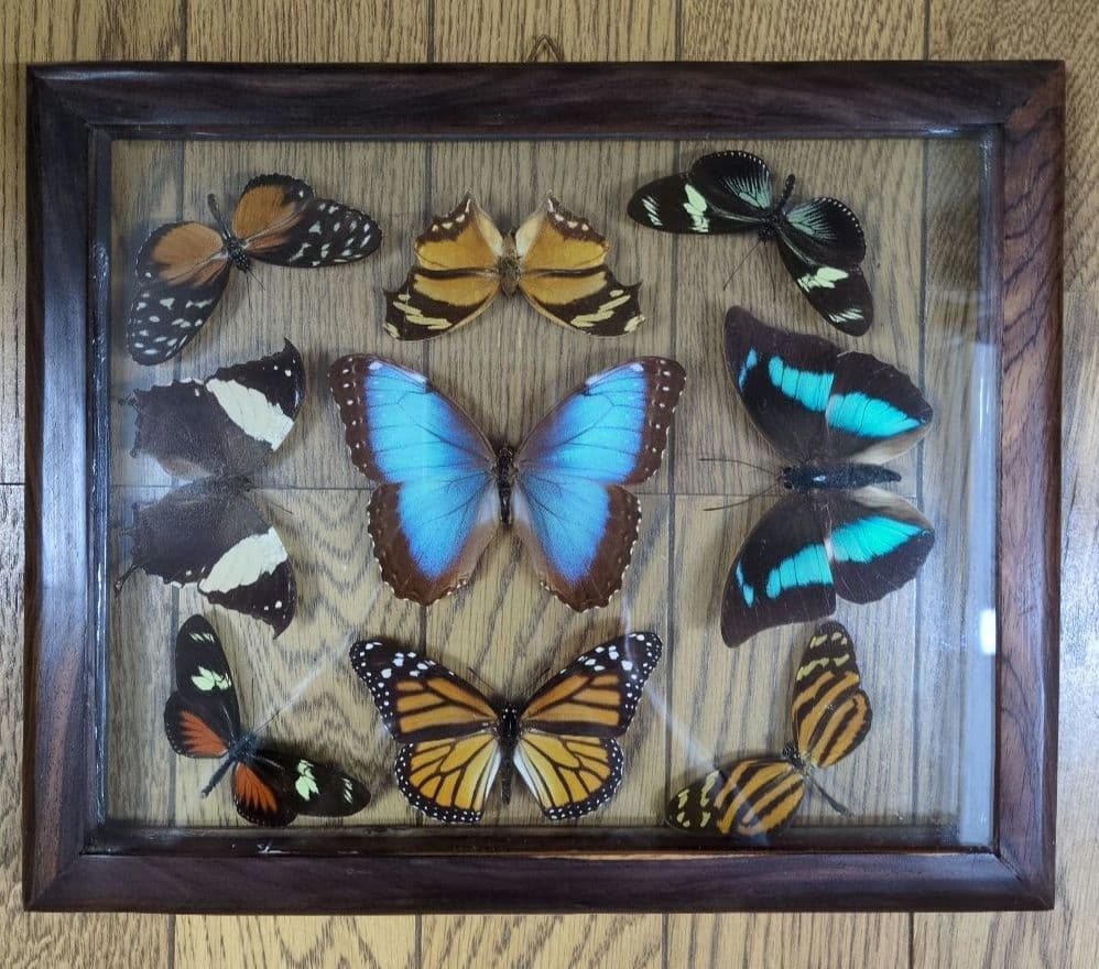 蝶の標本 木製フレーム入り