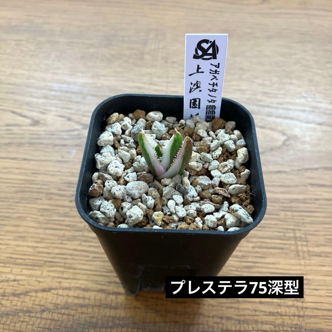 【初売り】34 安定株　速達　アガベ　チタノタ　豆豆龍錦　覆輪斑　TC