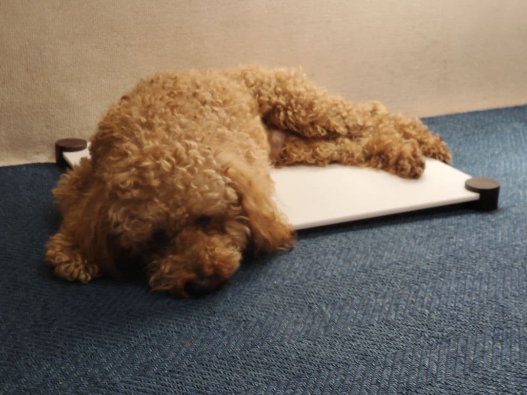 在庫限り価格！　ペット用　ひんやり 大理石クールマット　Mサイズ  4枚セット