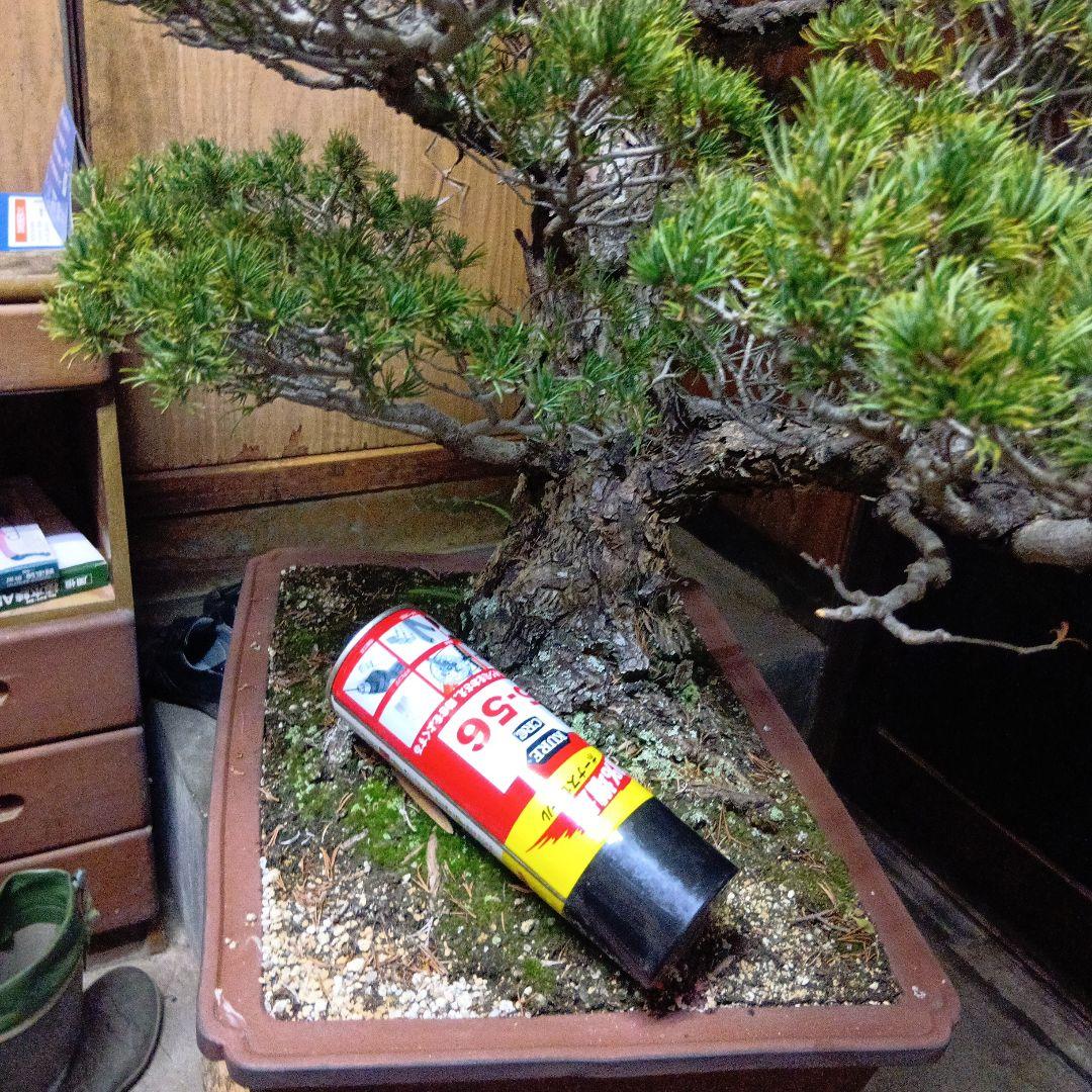 瑞祥か九重松（幹根元直径約15センチ）盆栽持ち込み古い