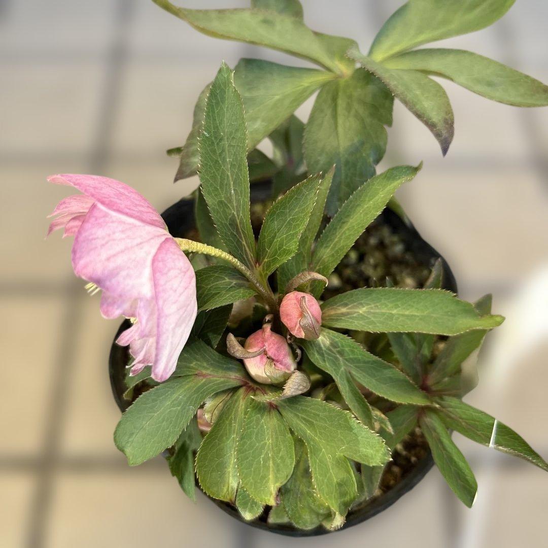 プルプラ交配　dd 大木ナーサリー　クリスマスローズ　タグ付き　現品　開花株