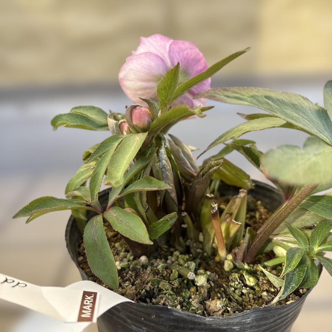 プルプラ交配　dd 大木ナーサリー　クリスマスローズ　タグ付き　現品　開花株