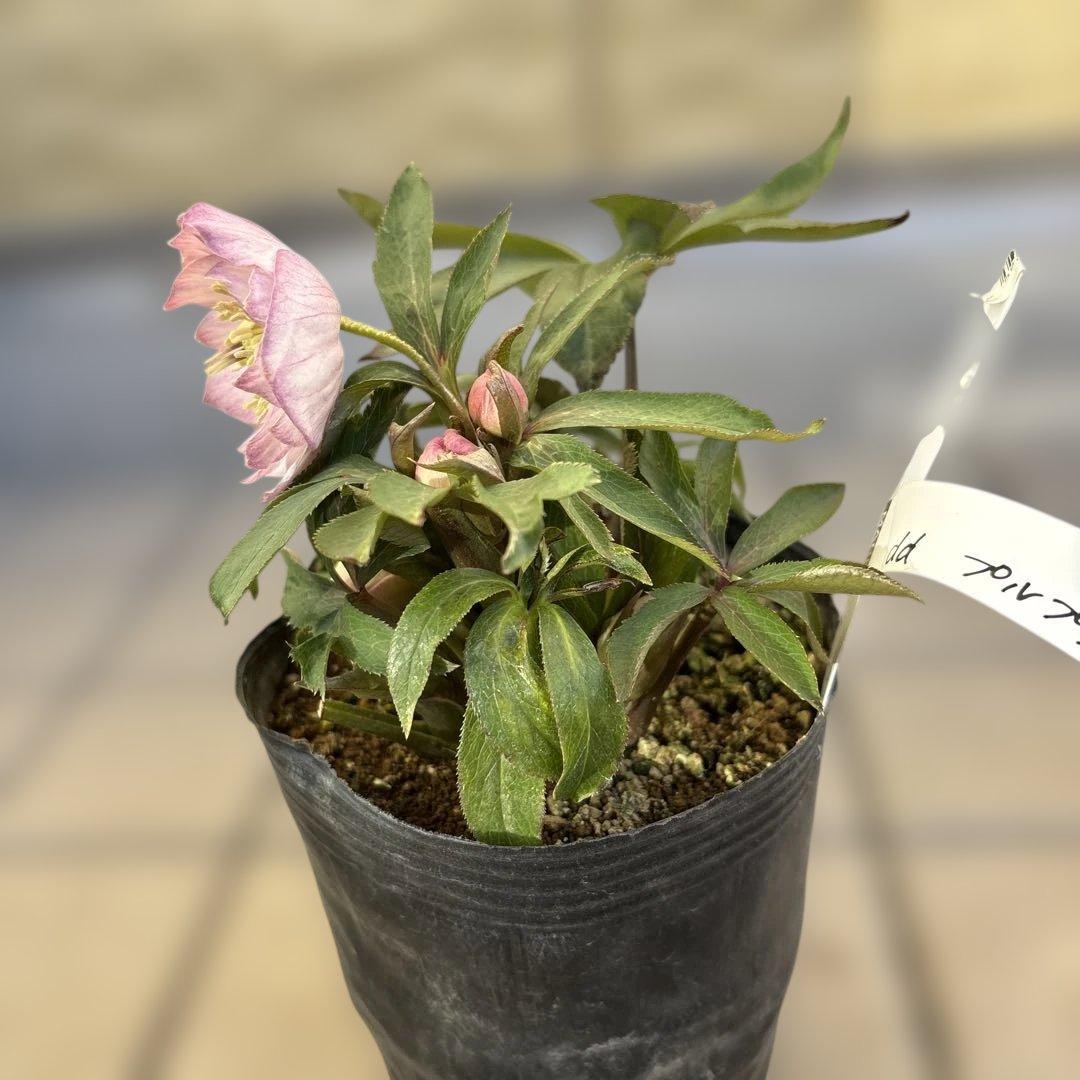 プルプラ交配　dd 大木ナーサリー　クリスマスローズ　タグ付き　現品　開花株