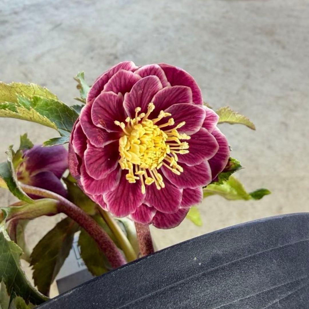 N*所様 クリスマスローズ　開花株　広瀬園芸