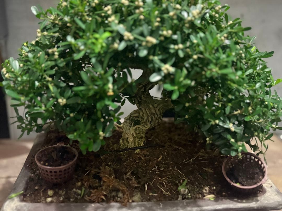 台湾ツゲ　タイワンツゲ　盆栽