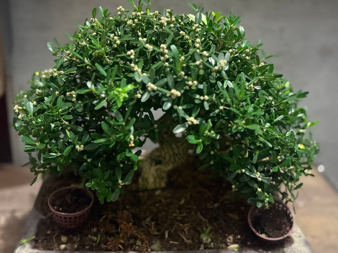 台湾ツゲ　タイワンツゲ　盆栽
