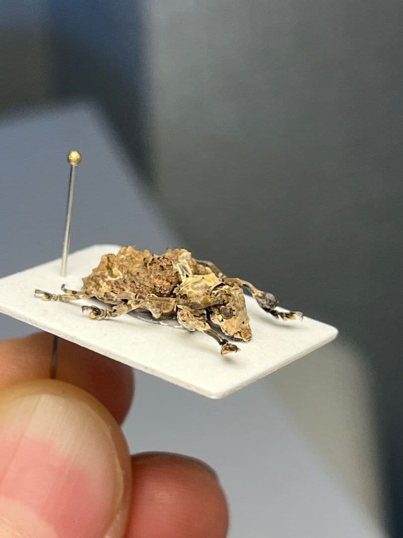 【毒刺甲虫】サソリカミキリ 昆虫標本 Onychocerus ウスバカミキリ